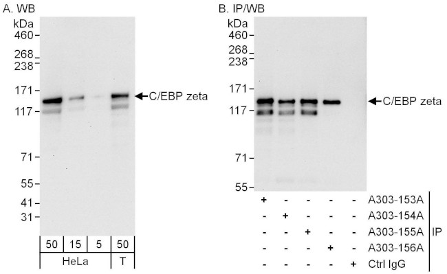 C/EBP zeta Antibody in Western Blot (WB)