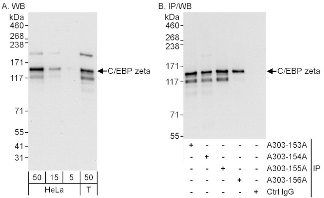 C/EBP zeta Antibody in Western Blot (WB)