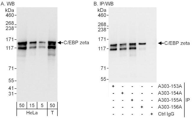 C/EBP zeta Antibody in Western Blot (WB)