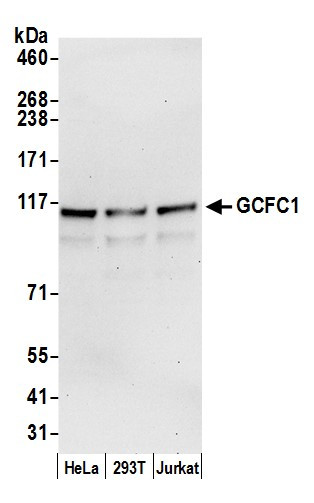 GCFC1 Antibody in Western Blot (WB)