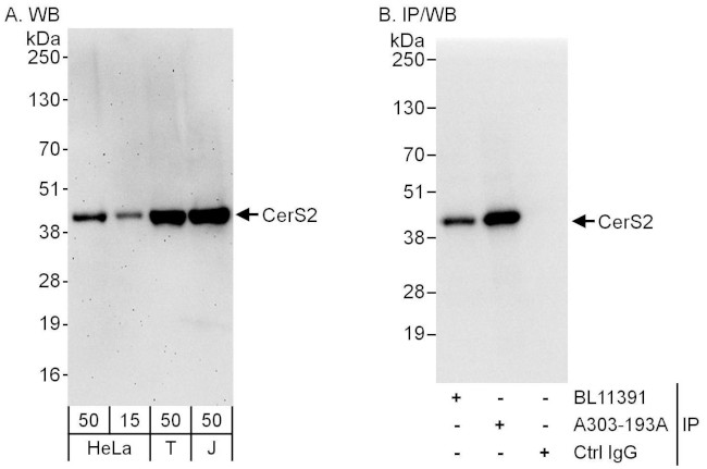 CerS2 Antibody in Western Blot (WB)