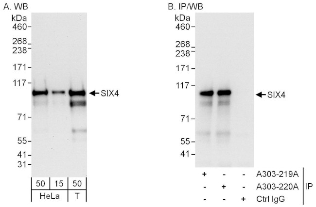 SIX4 Antibody in Western Blot (WB)