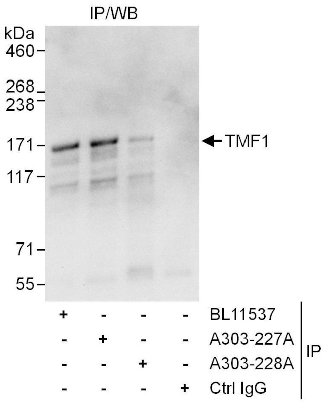 TMF1 Antibody in Western Blot (WB)