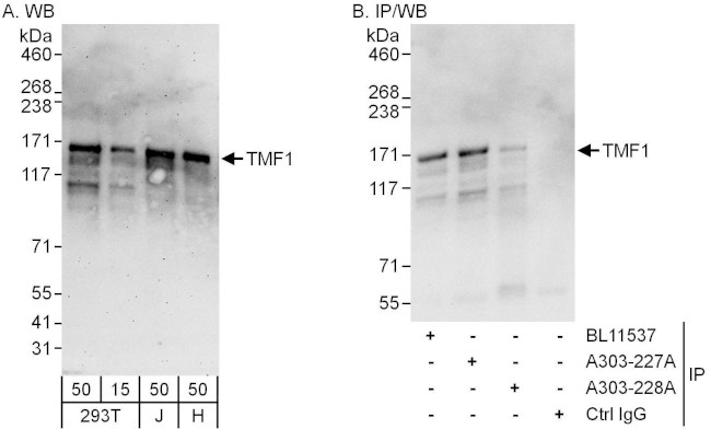 TMF1 Antibody in Western Blot (WB)