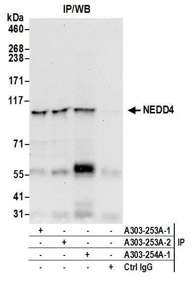 NEDD4 Antibody in Immunoprecipitation (IP)