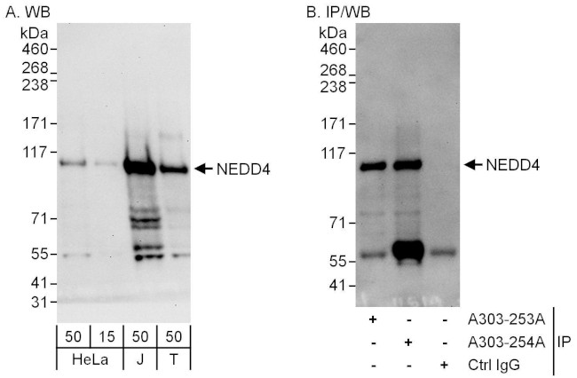 NEDD4 Antibody in Western Blot (WB)