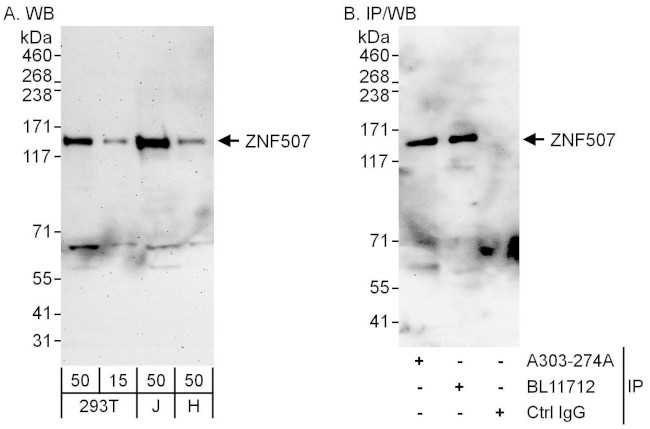 ZNF507 Antibody in Western Blot (WB)