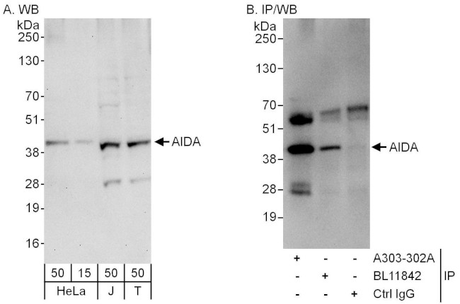 AIDA Antibody in Western Blot (WB)