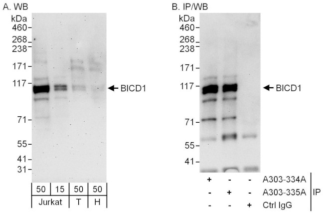 BICD1 Antibody in Western Blot (WB)