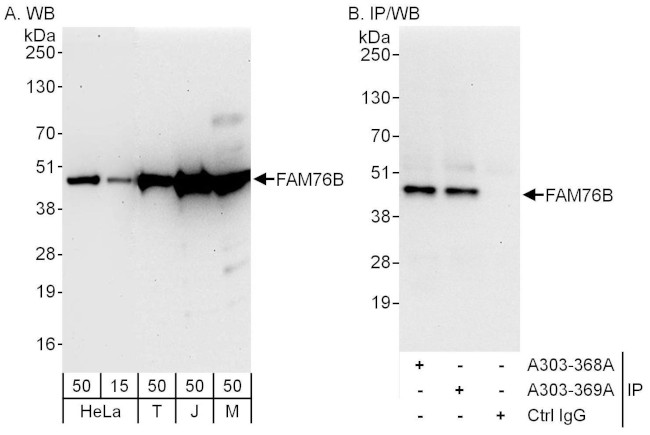 FAM76B Antibody in Western Blot (WB)