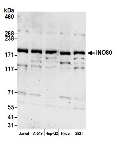 INO80 Antibody in Western Blot (WB)