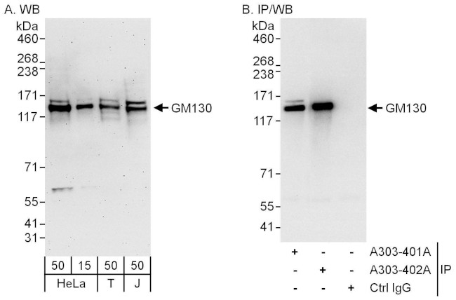 GM130 Antibody in Western Blot (WB)