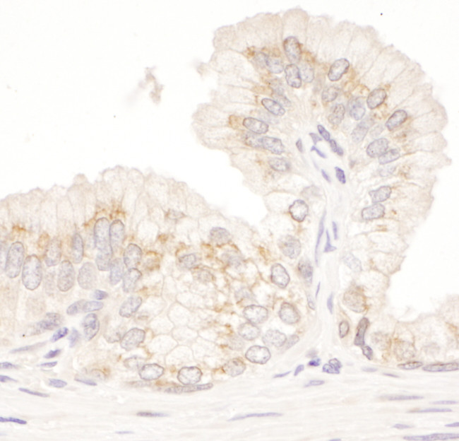 GM130 Antibody in Immunohistochemistry (Paraffin) (IHC (P))