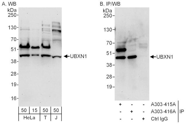 UBXN1 Antibody in Western Blot (WB)