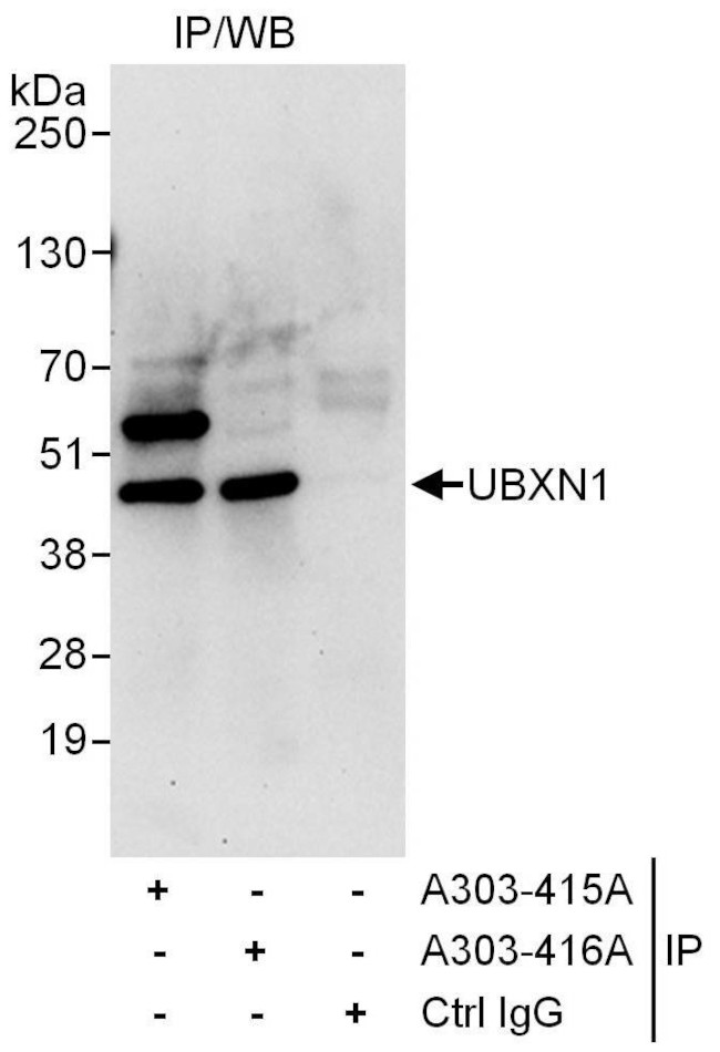 UBXN1 Antibody in Immunoprecipitation (IP)