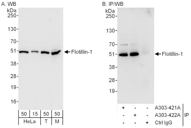 Flotillin-1 Antibody in Western Blot (WB)