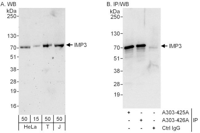 IMP3 Antibody in Western Blot (WB)