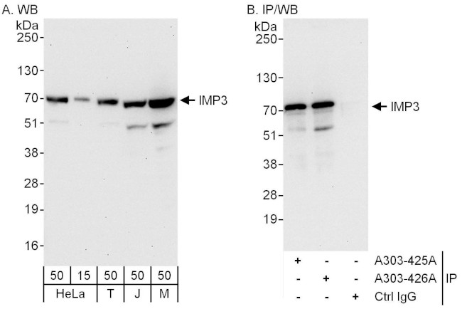 IMP3 Antibody in Western Blot (WB)