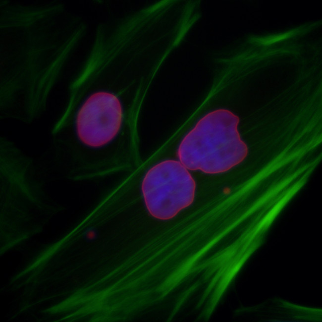 Lamin-A/C Antibody in Immunocytochemistry (ICC/IF)