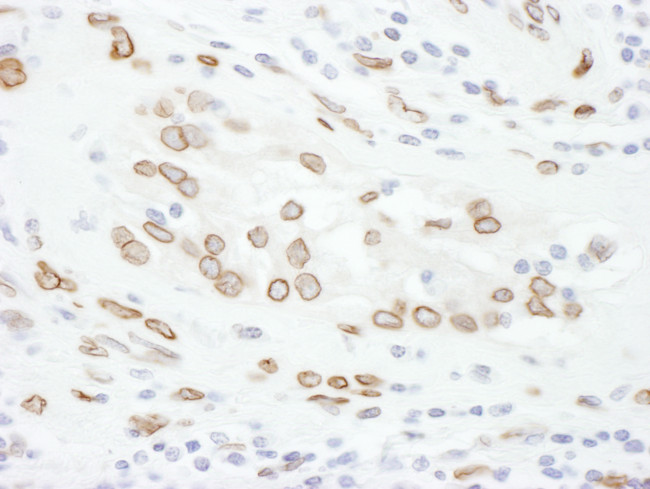 Lamin-A Antibody in Immunohistochemistry (Paraffin) (IHC (P))