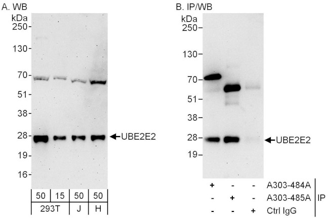 UBE2E2 Antibody in Western Blot (WB)