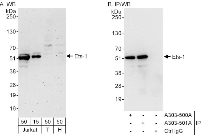 Ets-1 Antibody in Western Blot (WB)