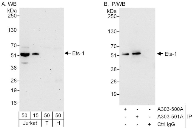 Ets-1 Antibody in Western Blot (WB)