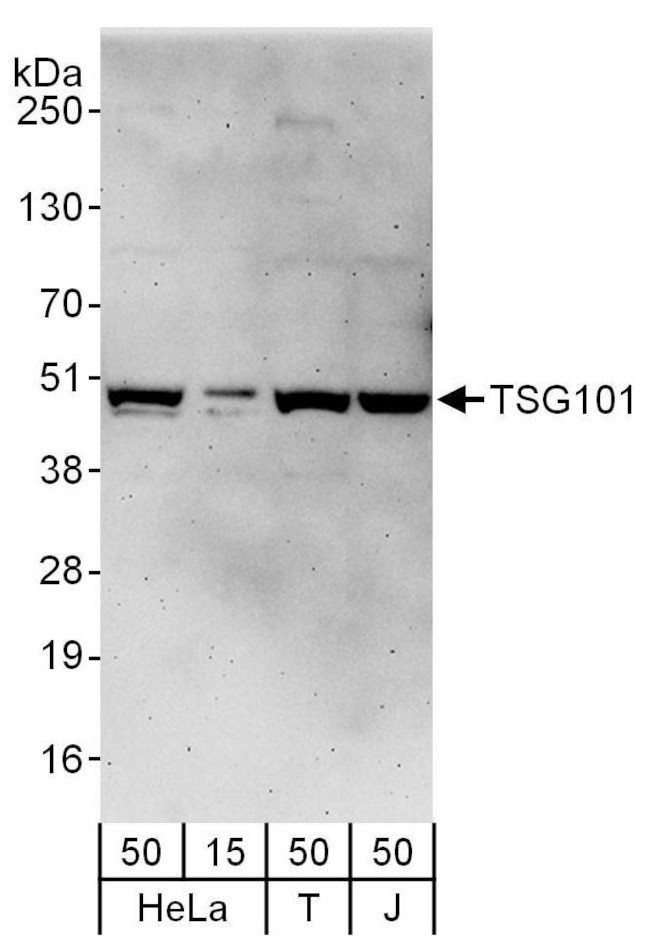 TSG101 Antibody in Western Blot (WB)