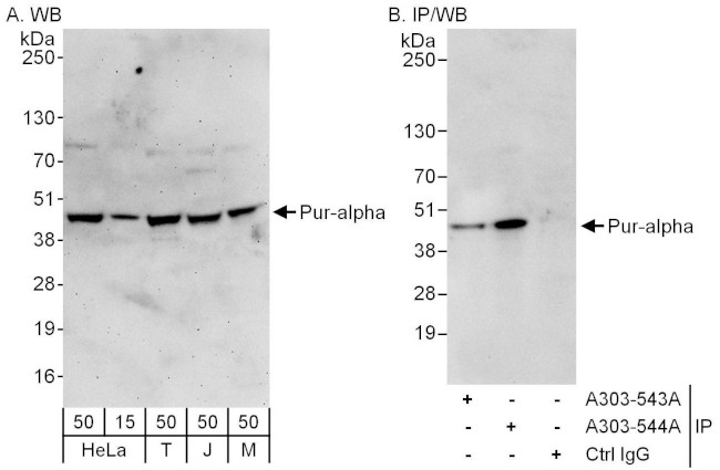 Pur-alpha Antibody in Western Blot (WB)