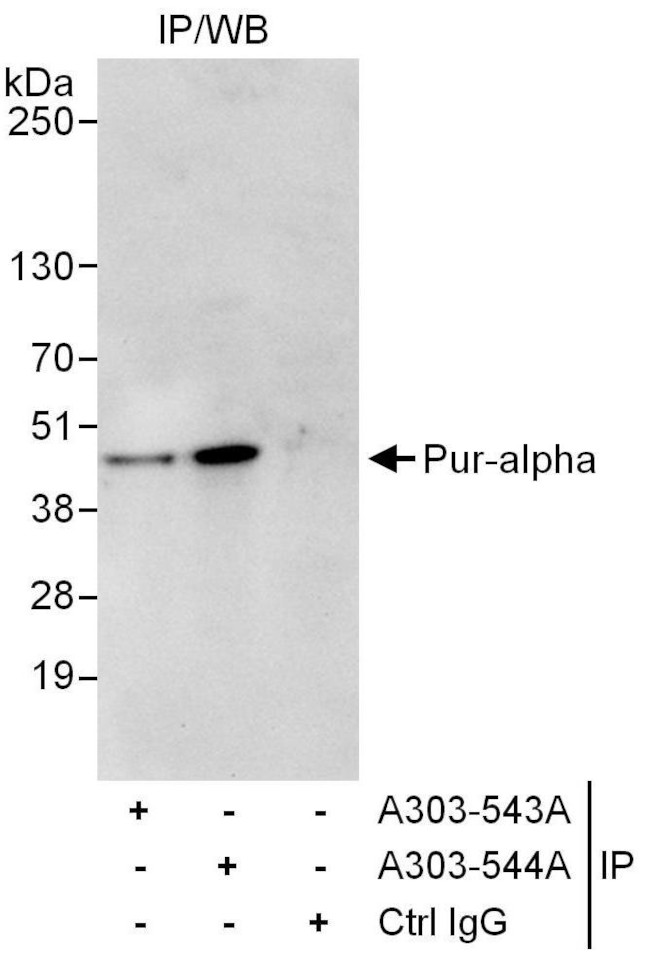 Pur-alpha Antibody in Immunoprecipitation (IP)