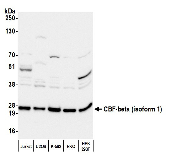 CBF-beta (isoform 1) Antibody in Western Blot (WB)