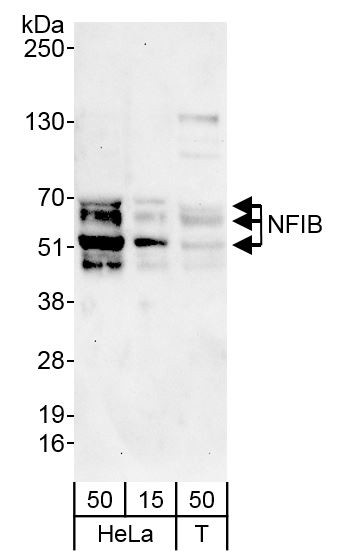 NFIB Antibody in Western Blot (WB)