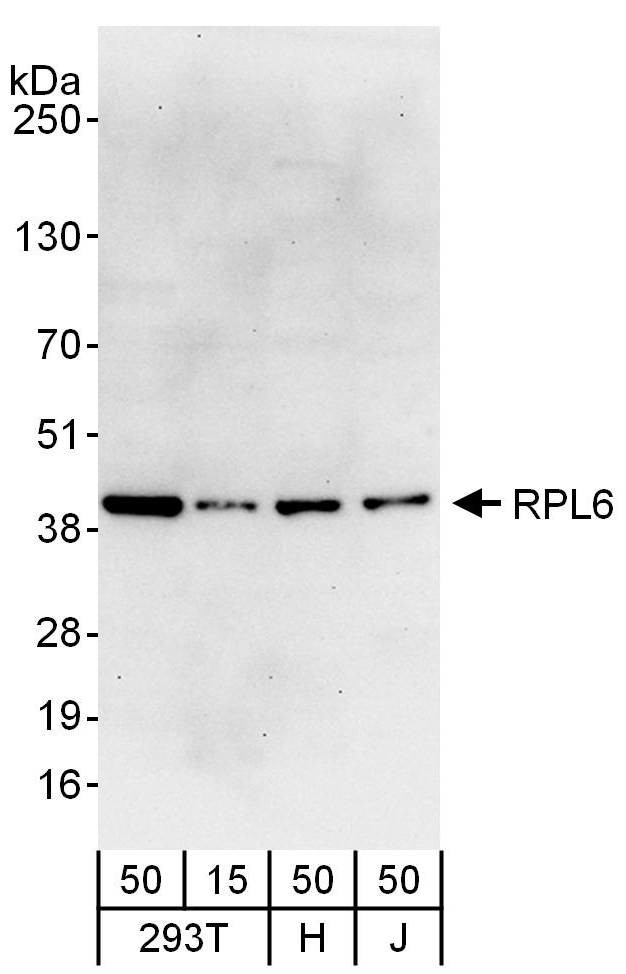 RPL6 Antibody in Western Blot (WB)