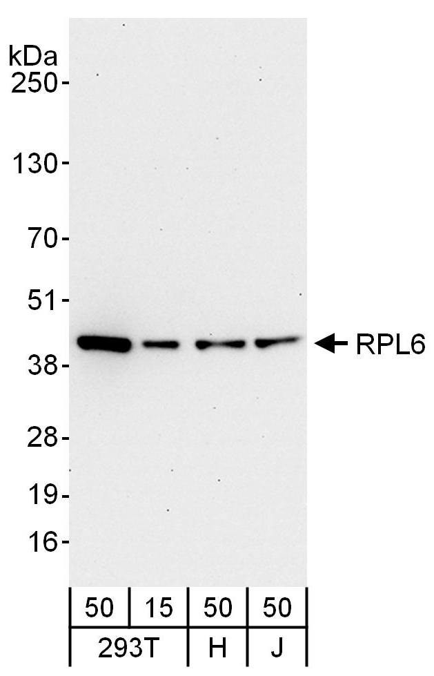 RPL6 Antibody in Western Blot (WB)