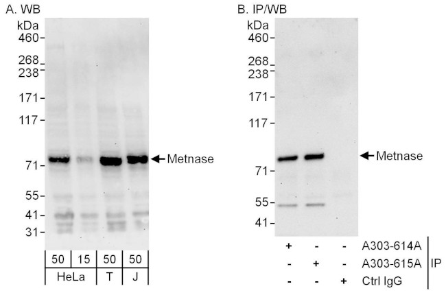 Metnase Antibody in Western Blot (WB)