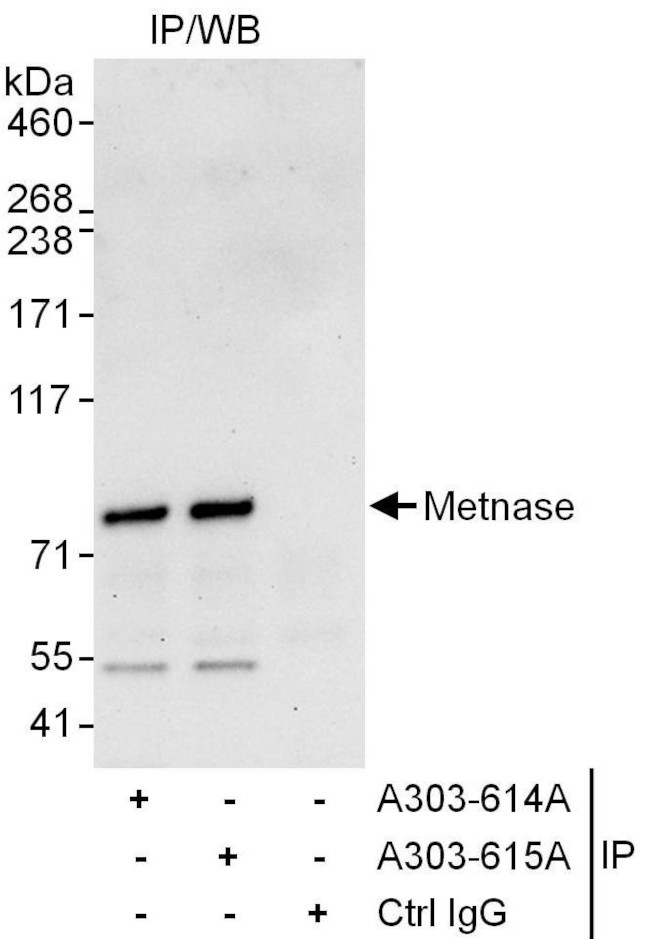 Metnase Antibody in Immunoprecipitation (IP)