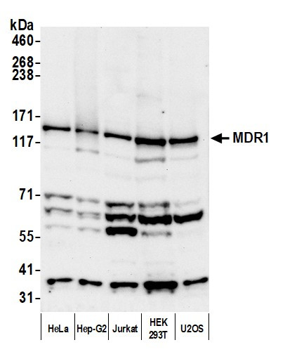 MDR1/ABCB1 Antibody in Western Blot (WB)