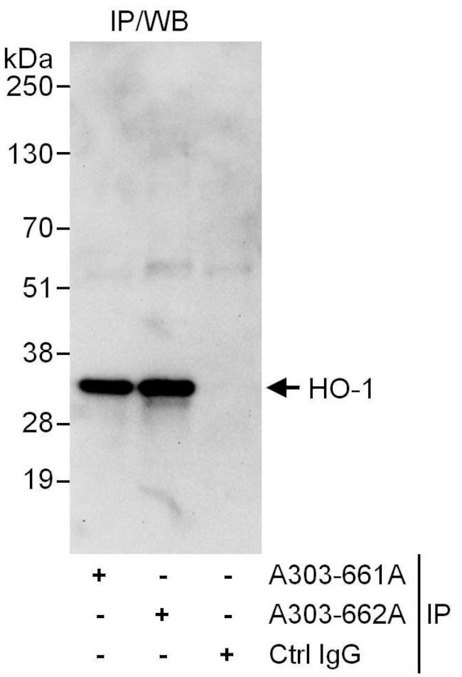 HO-1 Antibody in Immunoprecipitation (IP)