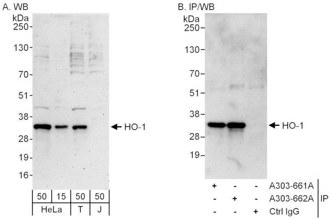 HO-1 Antibody in Western Blot (WB)