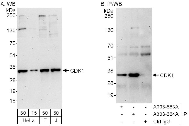 CDK1 Antibody in Western Blot (WB)