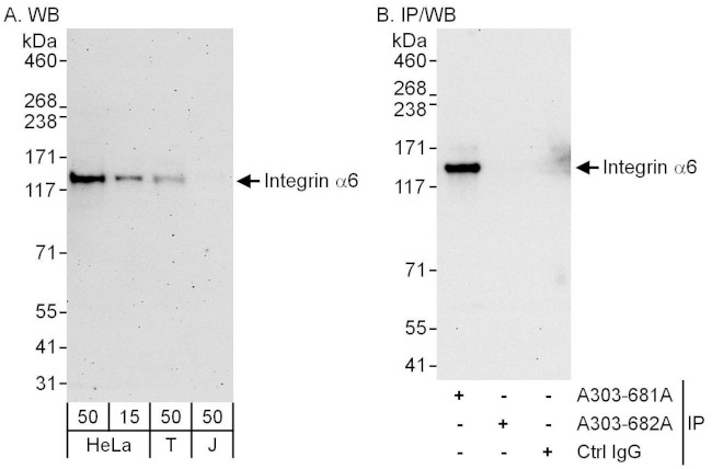 Integrin Alpha 6 Antibody in Western Blot (WB)