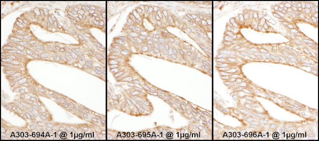 Calnexin Antibody in Immunohistochemistry (Paraffin) (IHC (P))