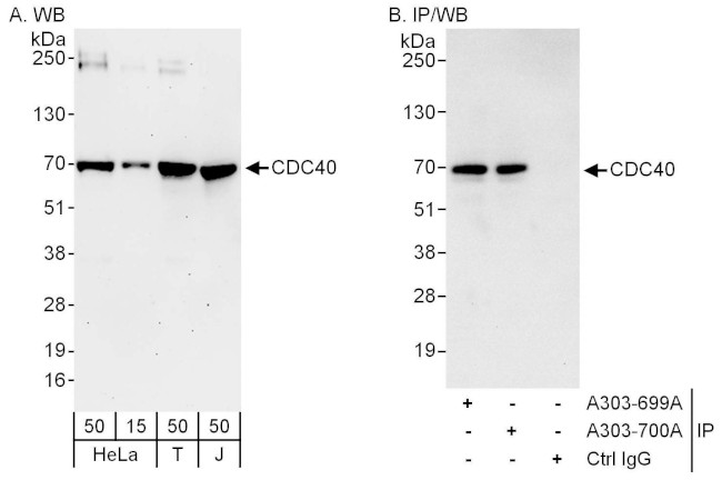 CDC40 Antibody in Western Blot (WB)