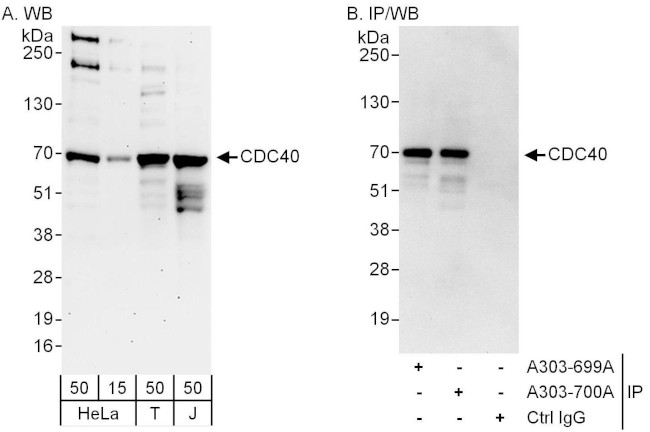 CDC40 Antibody in Western Blot (WB)