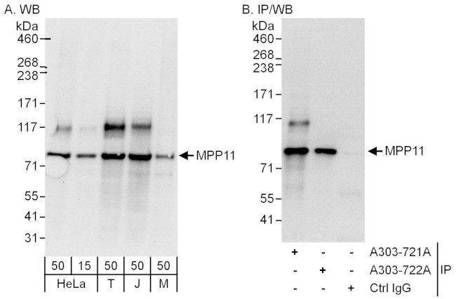 MPP11 Antibody in Western Blot (WB)