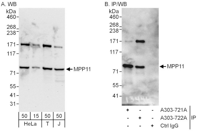 MPP11 Antibody in Western Blot (WB)