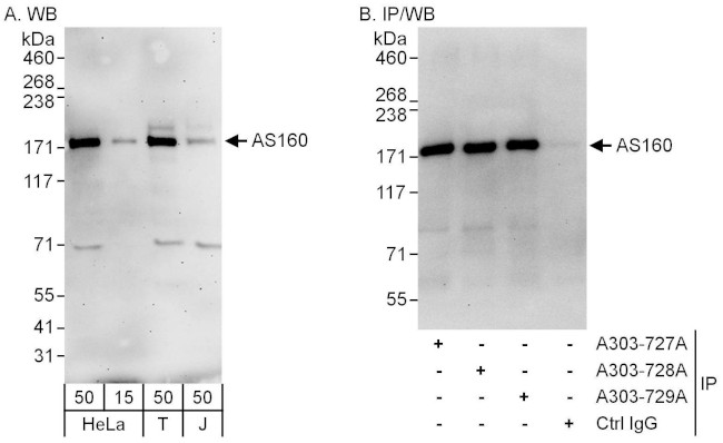 AS160 Antibody in Western Blot (WB)