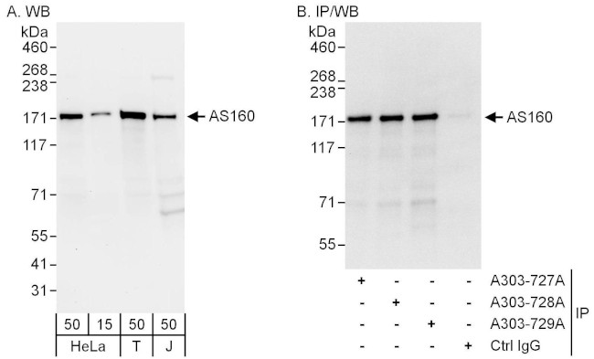 AS160 Antibody in Western Blot (WB)