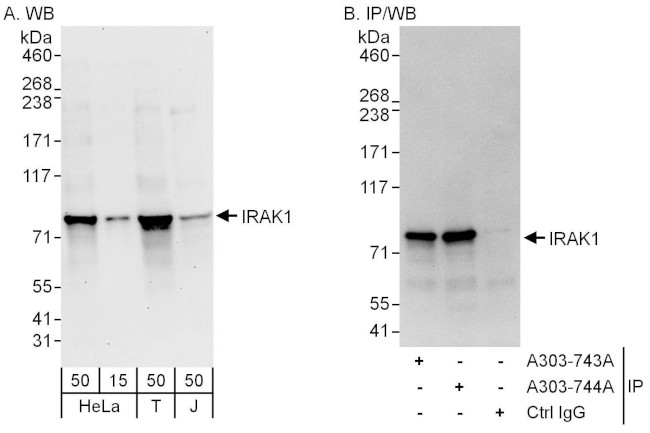 IRAK1 Antibody in Western Blot (WB)