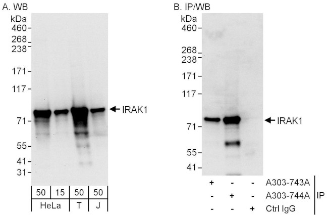 IRAK1 Antibody in Western Blot (WB)